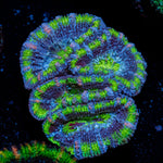 Acan Coral with fleshy polyps in reef aquarium