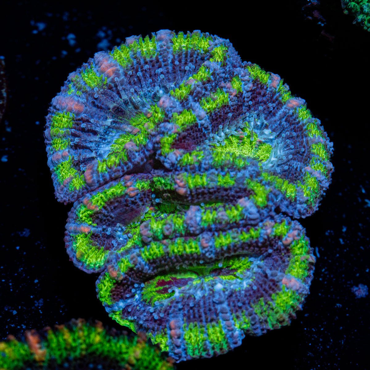 Acan Coral with fleshy polyps in reef aquarium