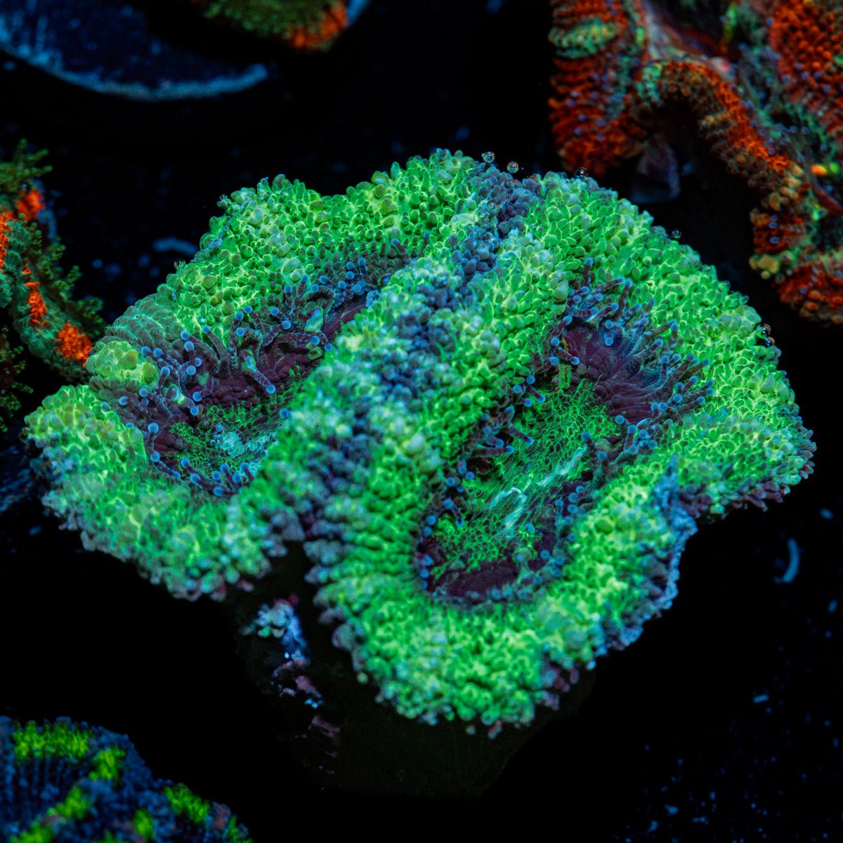 Acan Coral with fleshy polyps in reef aquarium