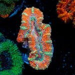Acan Coral with fleshy polyps in reef aquarium