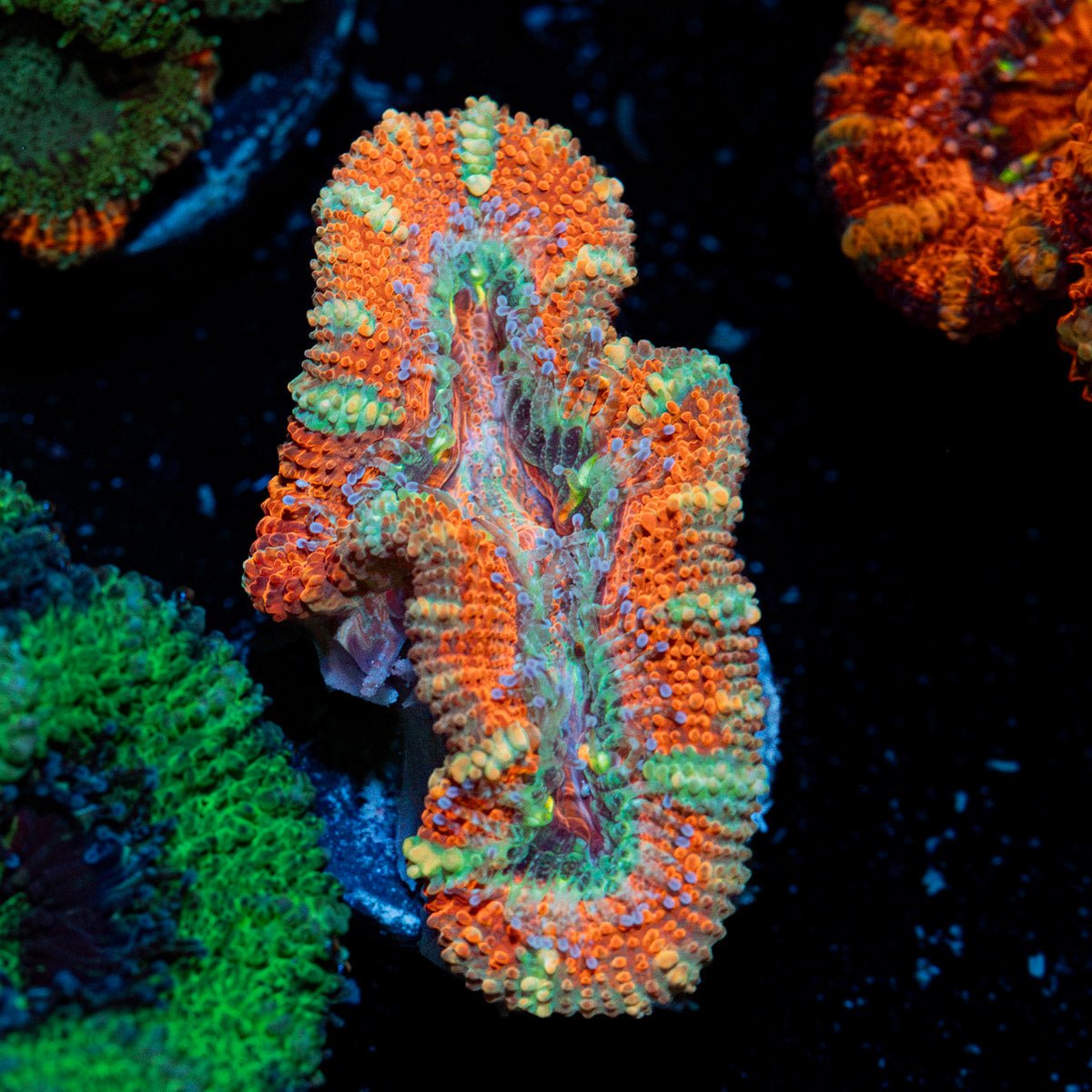 Acan Coral with fleshy polyps in reef aquarium