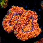 Acan Coral with fleshy polyps in reef aquarium