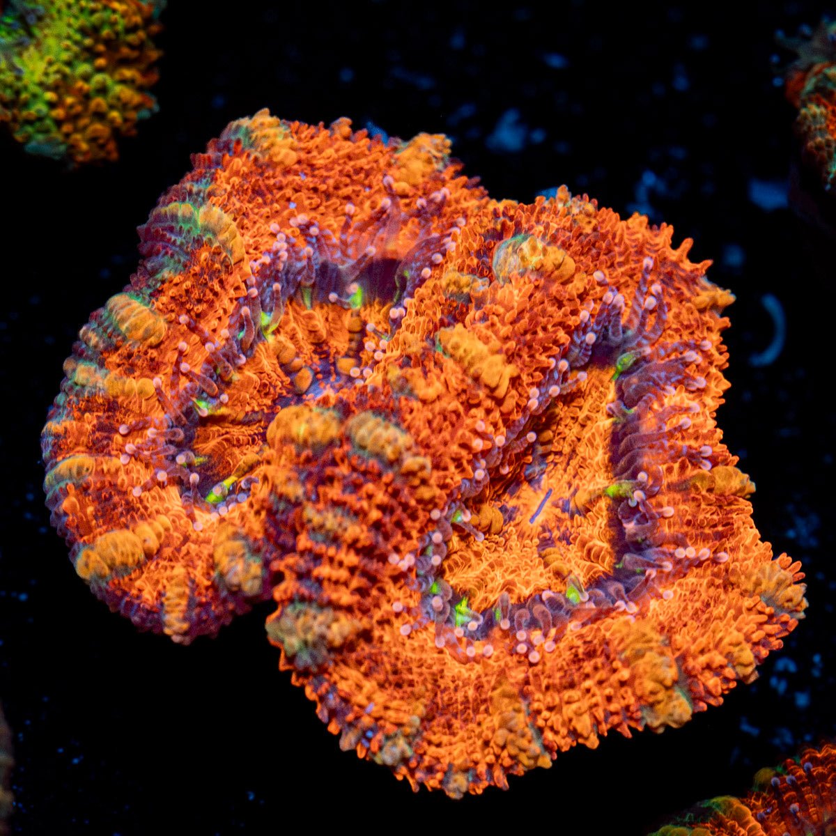 Acan Coral with fleshy polyps in reef aquarium