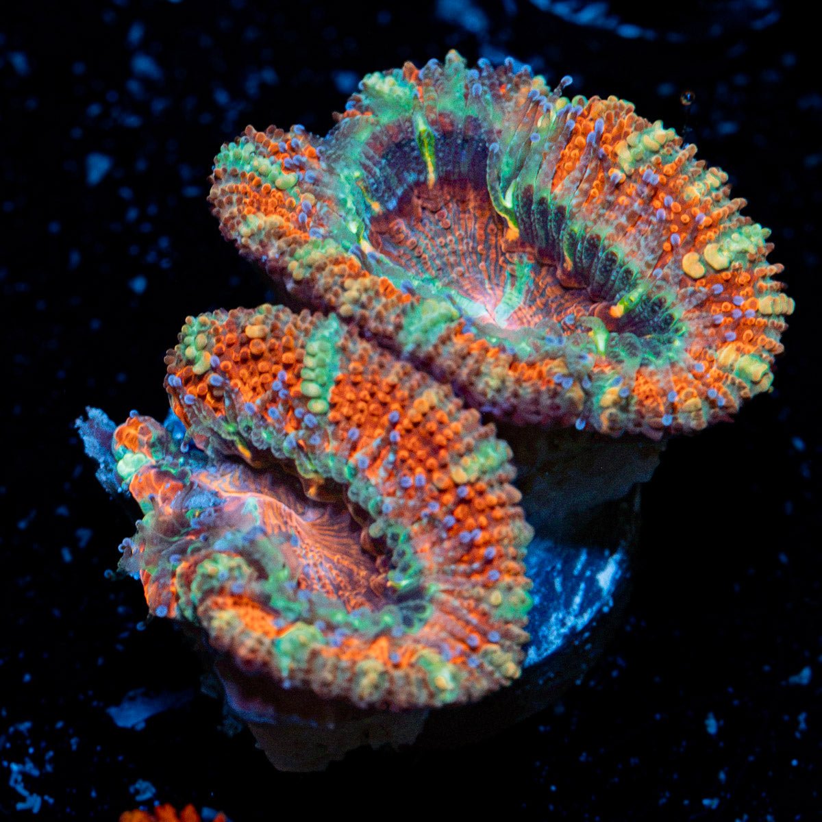 Acan Coral with fleshy polyps in reef aquarium