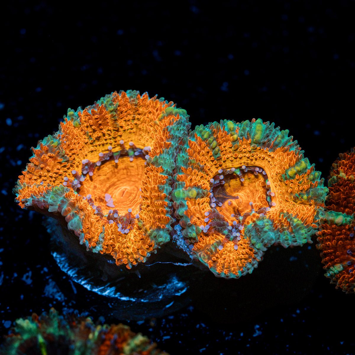 Acan Coral with fleshy polyps in reef aquarium