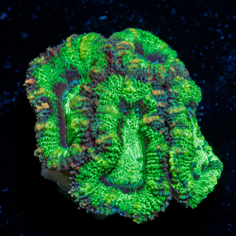 Acan Coral with fleshy polyps in reef aquarium