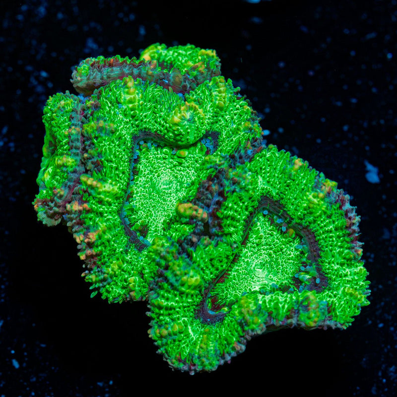 Acan Coral with fleshy polyps in reef aquarium