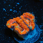 Acan Coral with fleshy polyps in reef aquarium