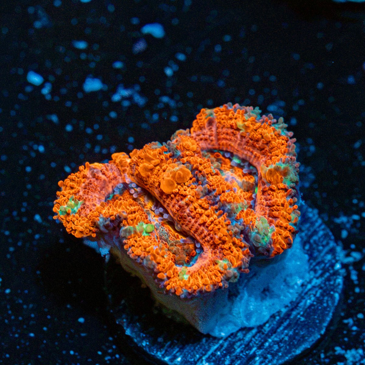 Acan Coral with fleshy polyps in reef aquarium