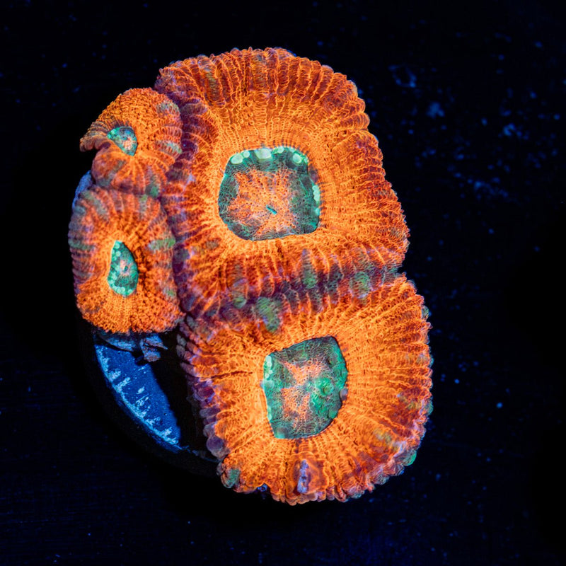 Acan Coral