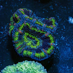 Acan Coral with fleshy polyps in reef aquarium