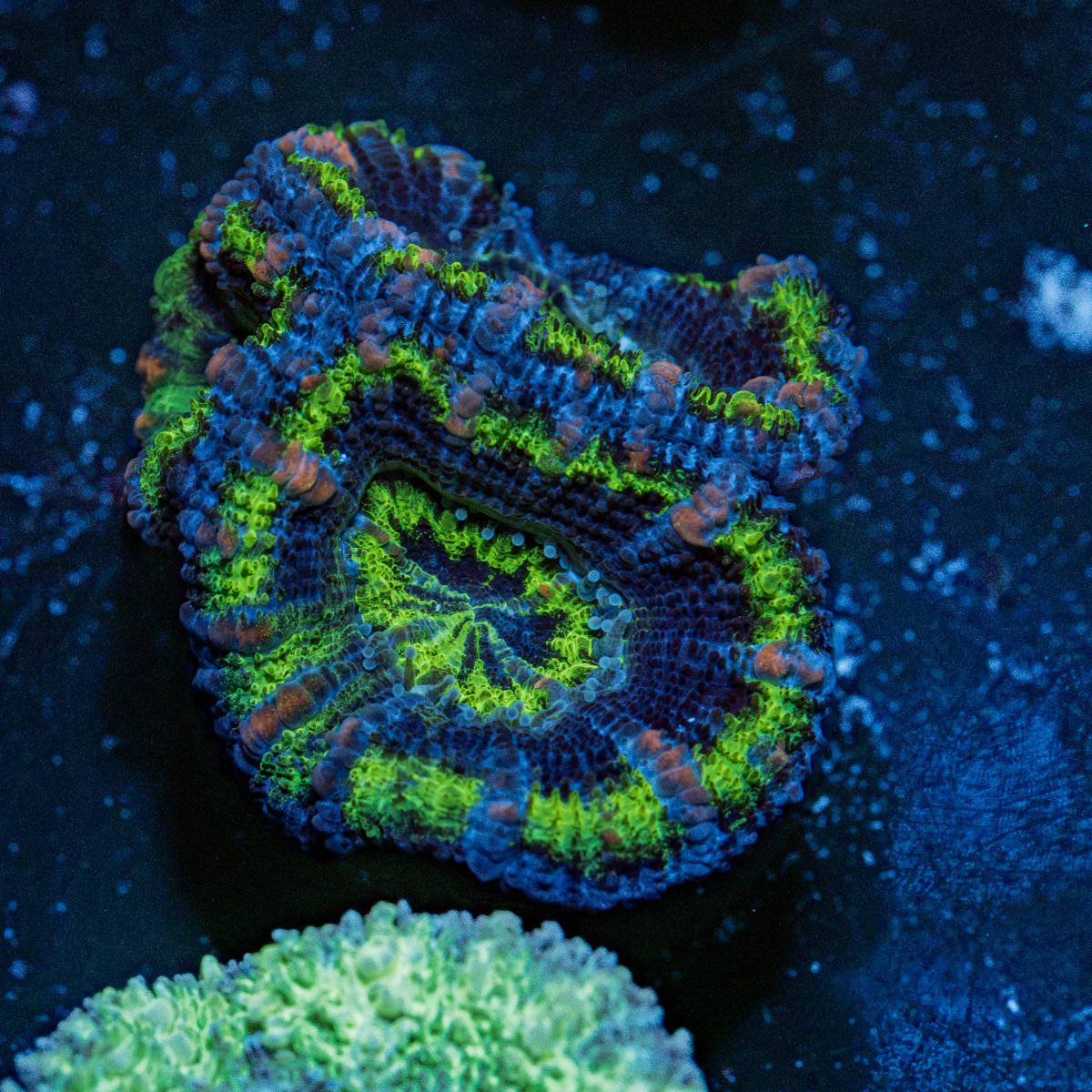 Acan Coral with fleshy polyps in reef aquarium
