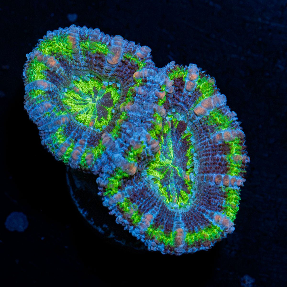 Acan Coral with fleshy polyps in reef aquarium