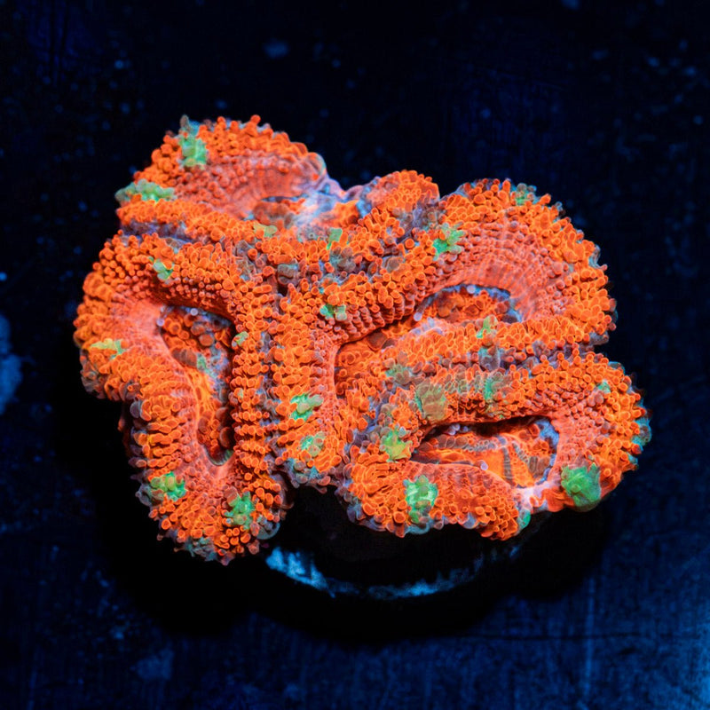 Acan Coral with fleshy polyps in reef aquarium