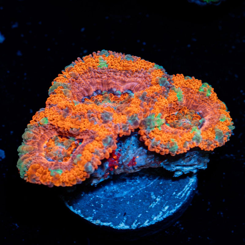Acan Coral with fleshy polyps in reef aquarium
