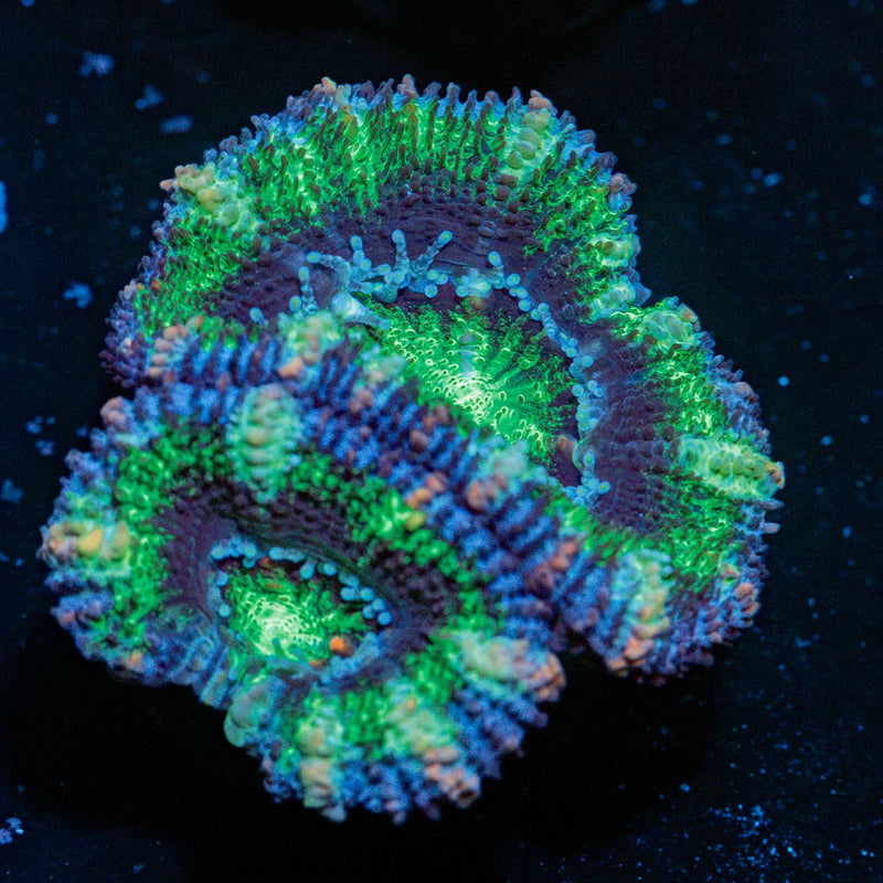 Acan Coral with fleshy polyps in reef aquarium