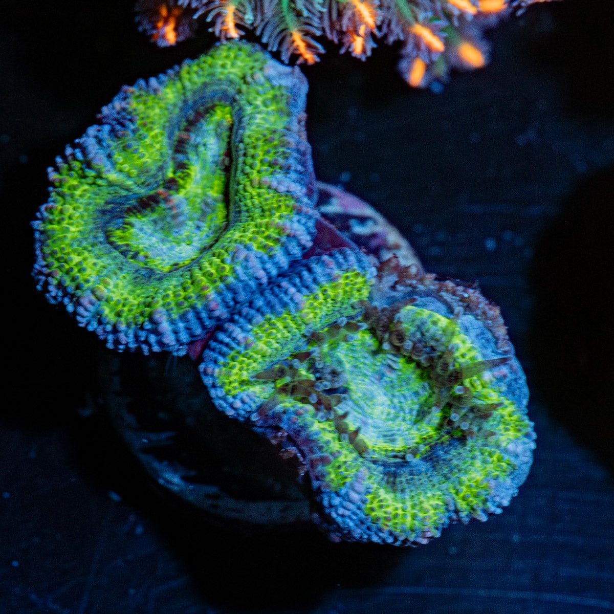 Colorful Acan Micromussa with intricate patterns in a saltwater aquarium