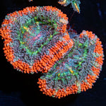 Colorful Acan Micromussa with intricate patterns in a saltwater aquarium