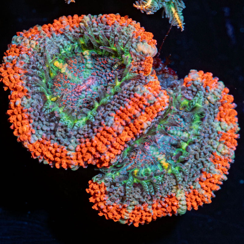 Acan/ Micromussa Coral