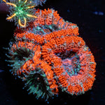 Colorful Acan Micromussa with intricate patterns in a saltwater aquarium