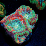 Achilles Wilsoni Coral with fleshy open polyp in reef aquarium