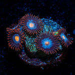Alpha Omega Zoanthid Coral colony growth in reef aquarium