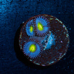 AOI Zoanthid Coral with colony growth in reef aquarium