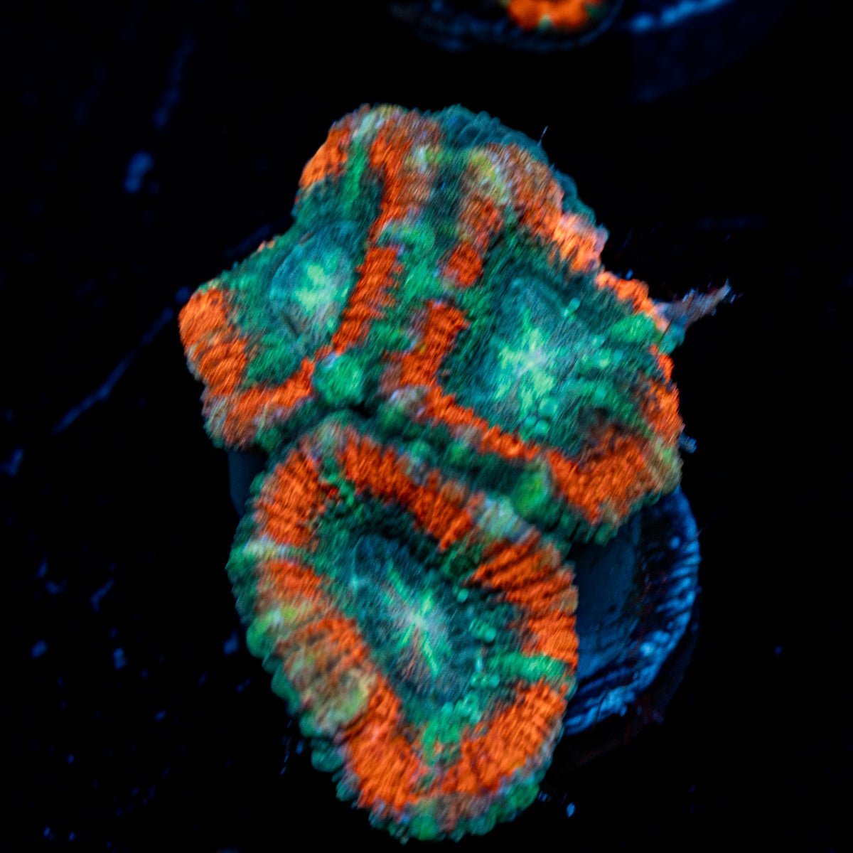 AquaMan Acan Coral with fleshy polyps in reef aquarium