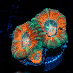 AquaMan Acan Coral with fleshy polyps in reef aquarium