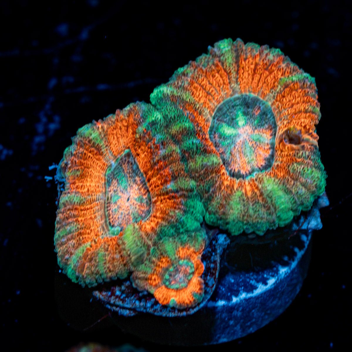AquaMan Acan Coral with fleshy polyps in reef aquarium