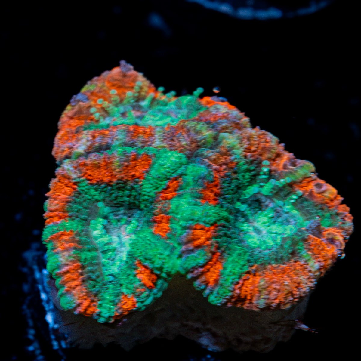 AquaMan Acan Coral with fleshy polyps in reef aquarium