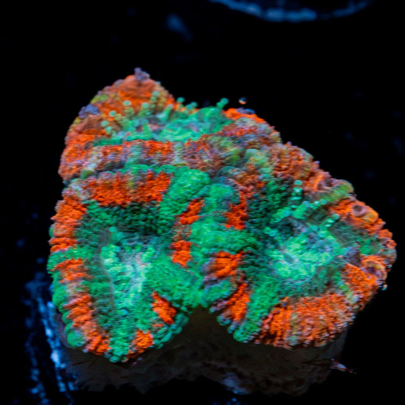 AquaMan Acan Coral with fleshy polyps in reef aquarium
