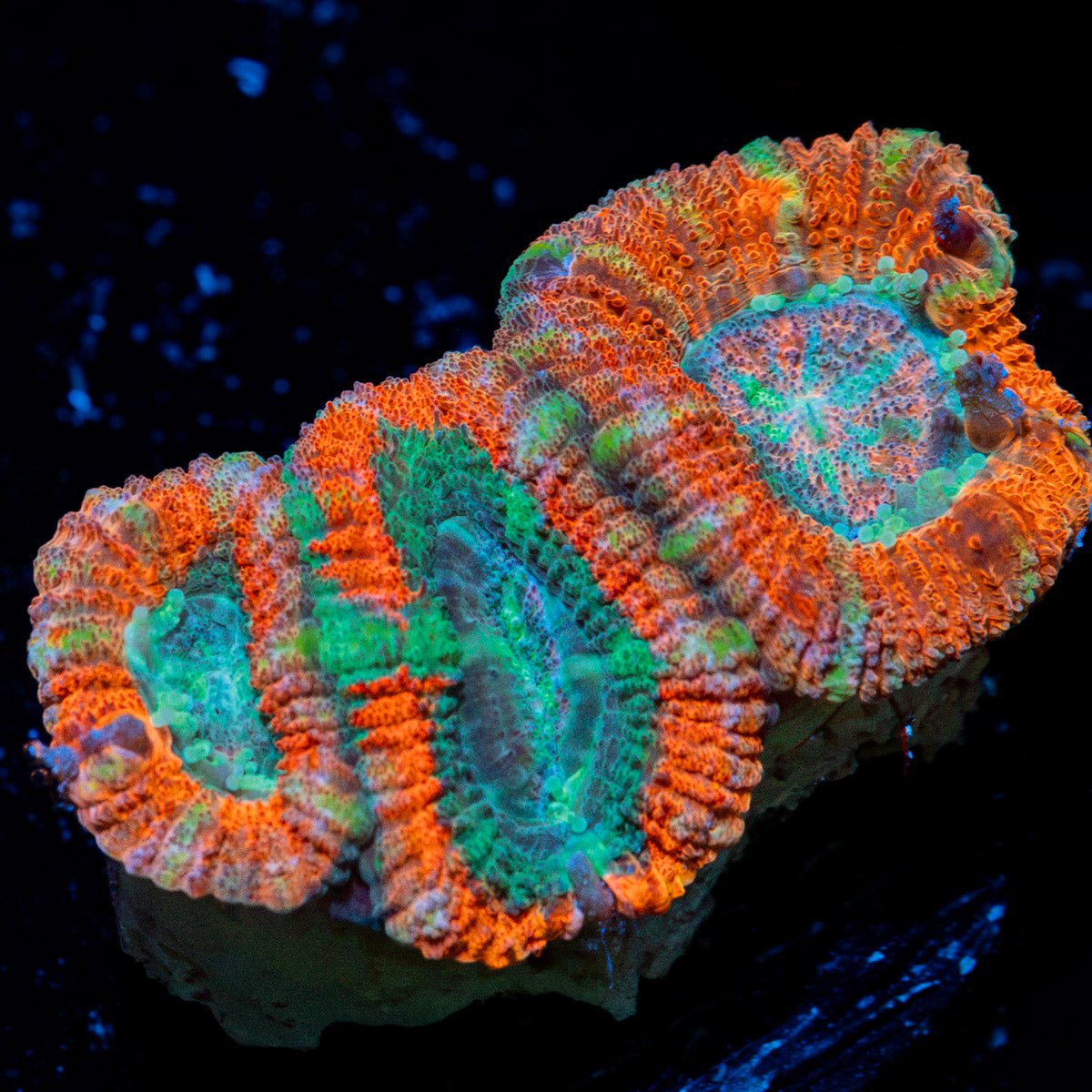 AquaMan Acan Coral with fleshy polyps in reef aquarium