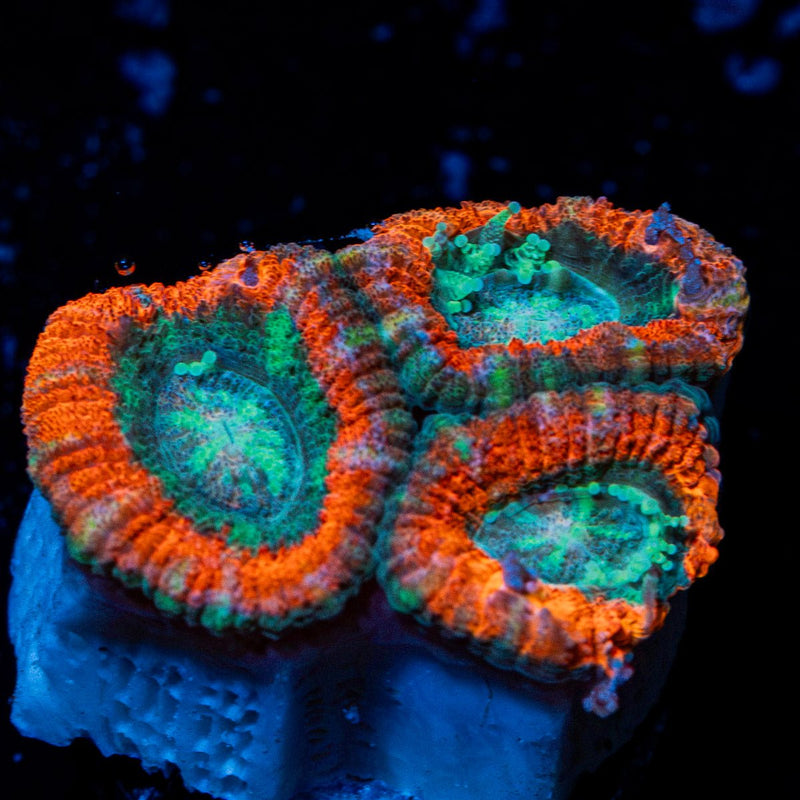 AquaMan Acan Coral with fleshy polyps in reef aquarium