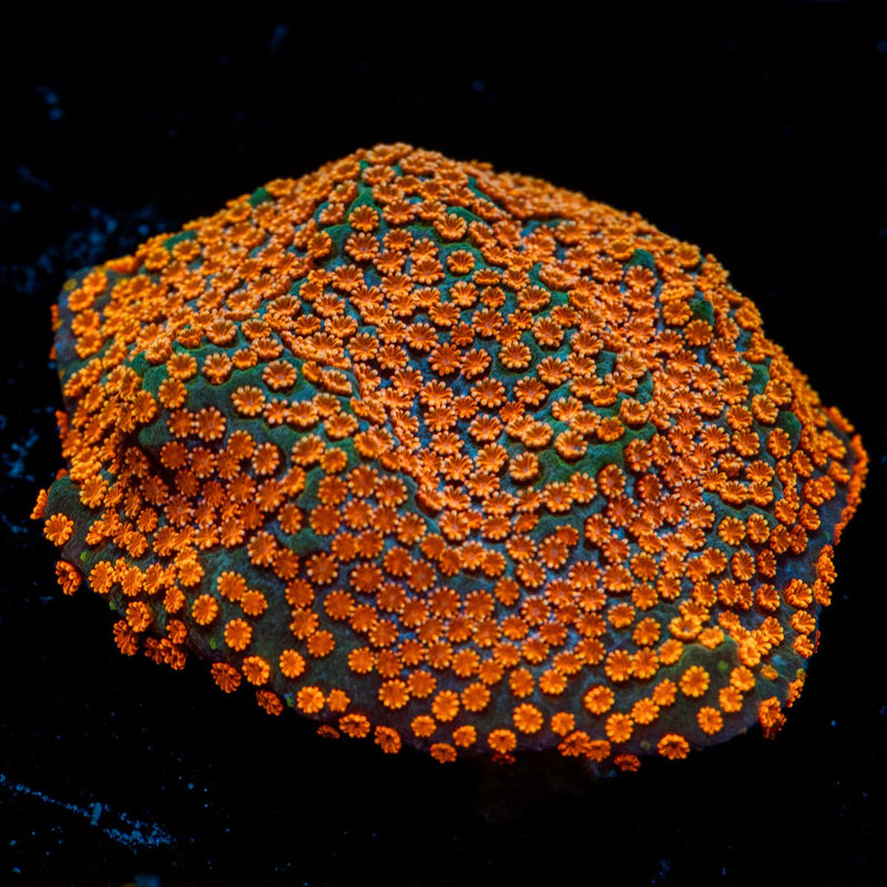 AquaMan Montipora Coral with branching growth in reef aquarium