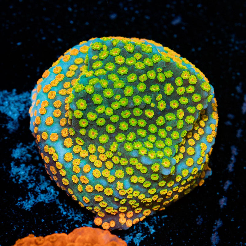 AquaMan montipora coral with branching growth in reef aquarium