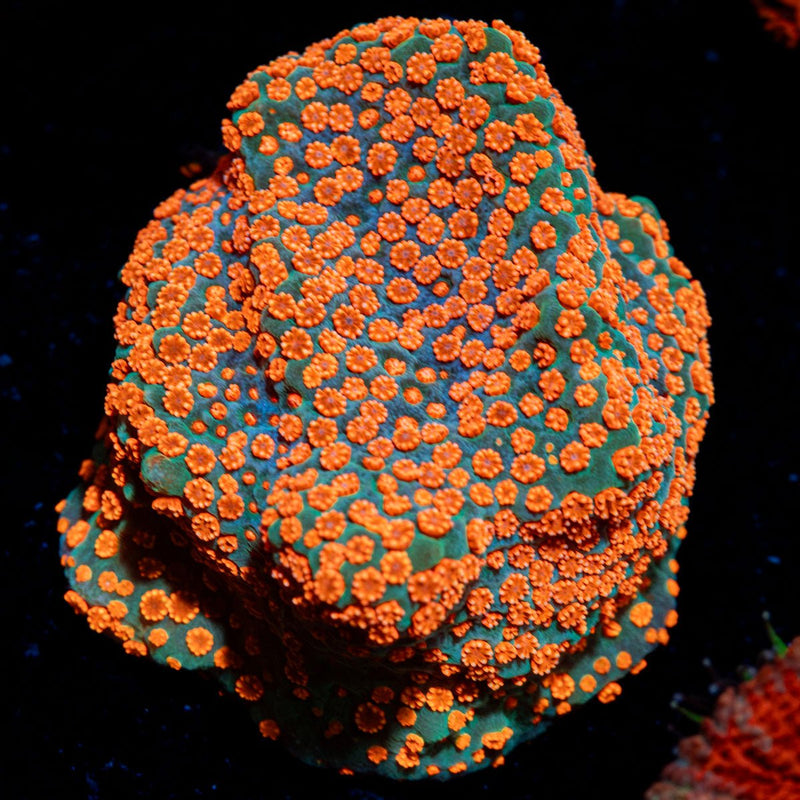 Aquaman Montipora with branching growth in reef aquarium