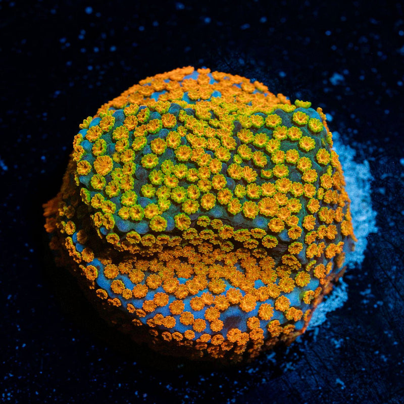 Aquaman Montipora Coral with branching growth in reef aquarium
