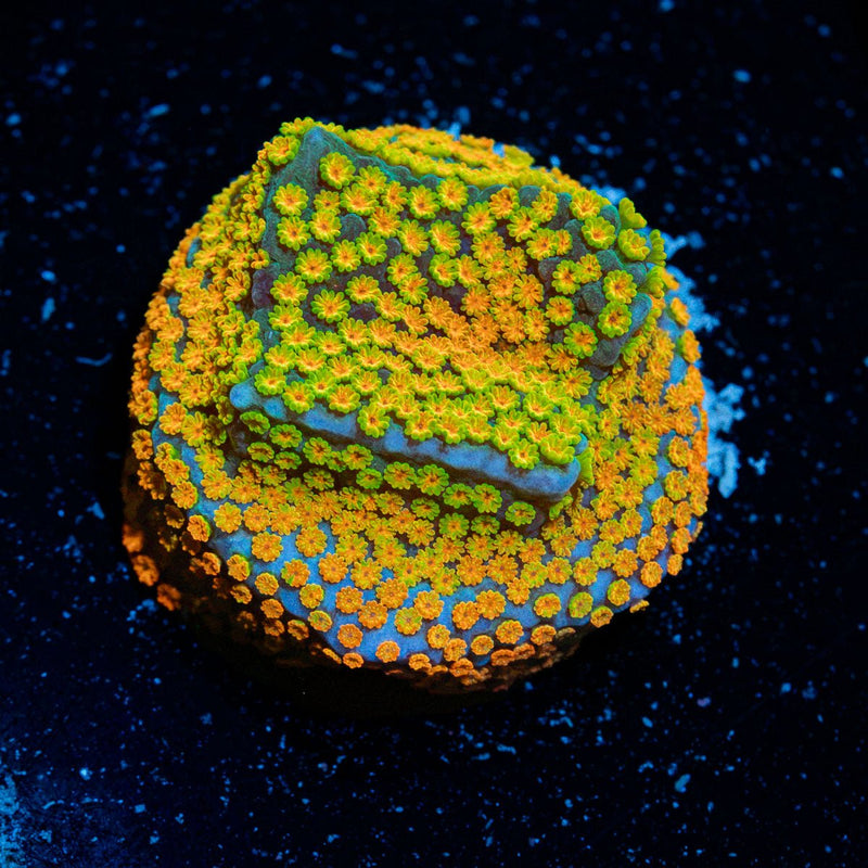Aquaman Montipora Coral with branching growth in reef aquarium