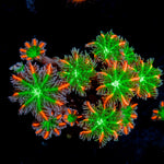 ARC FireWork Clove Polyp Coral with colony growth in reef aquarium