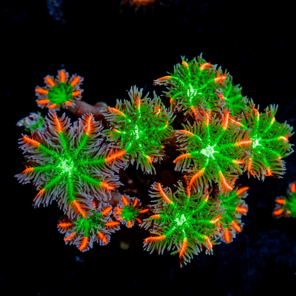 ARC FireWork Clove Polyp Coral with colony growth in reef aquarium