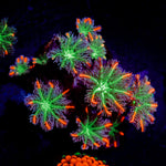 ARC FireWork Clove Polyp Coral with colony growth in reef aquarium