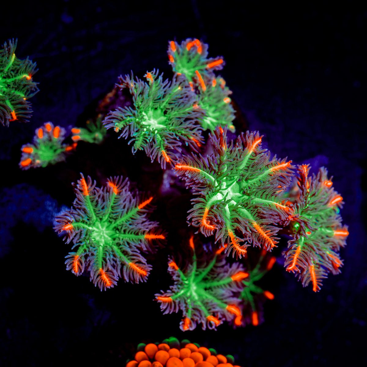 ARC FireWork Clove Polyp Coral with colony growth in reef aquarium