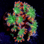 ARC FireWork Clove Polyp Coral with colony growth in reef aquarium