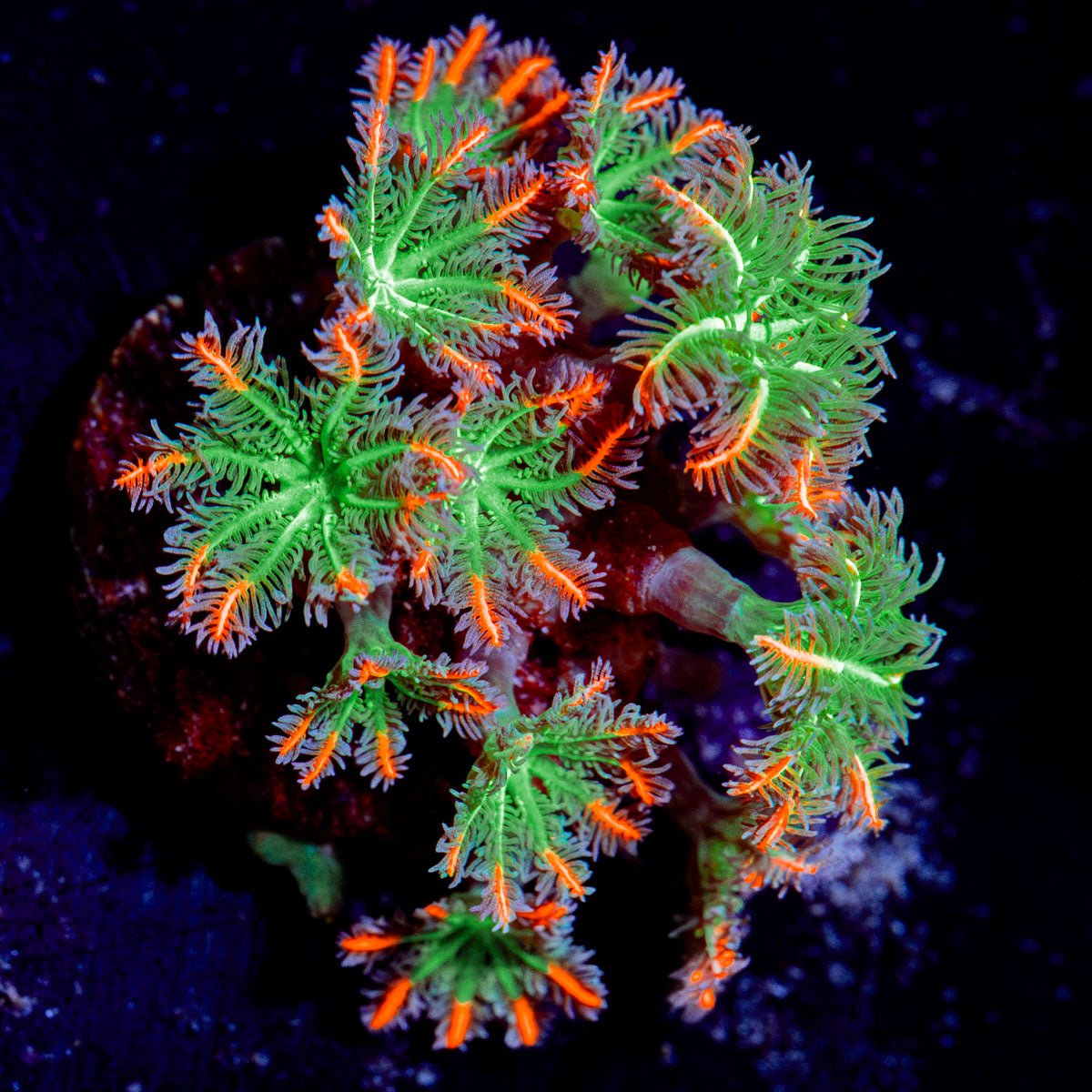 ARC FireWork Clove Polyp Coral with colony growth in reef aquarium