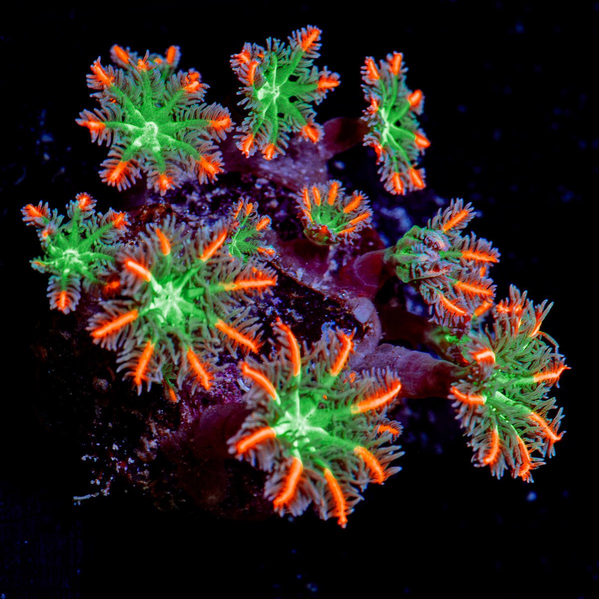 ARC FireWork Clove Polyp Coral with colony growth in reef aquarium