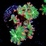 ARC FireWork Clove Polyp Coral with colony growth in reef aquarium
