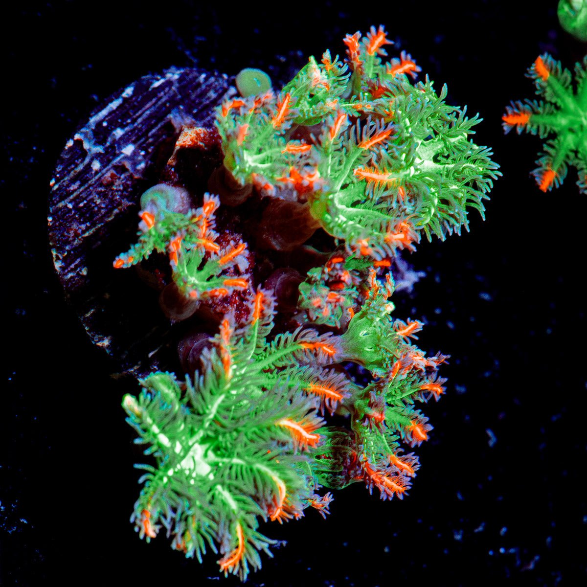 ARC FireWork Clove Polyp Coral with colony growth in reef aquarium