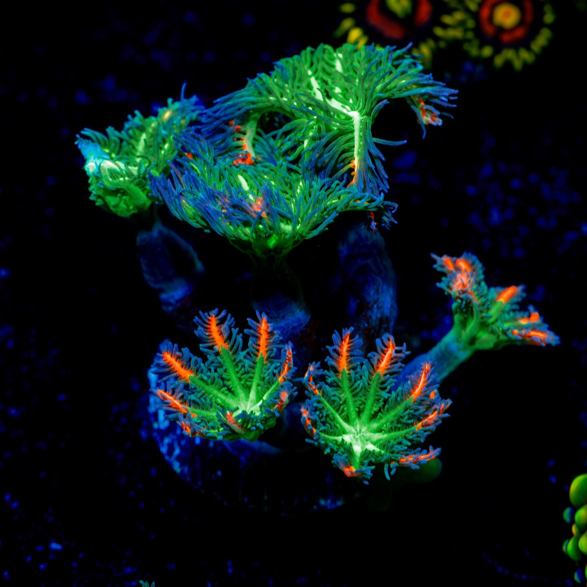 ARC FireWork Clove Polyp Coral with colony growth in reef aquarium