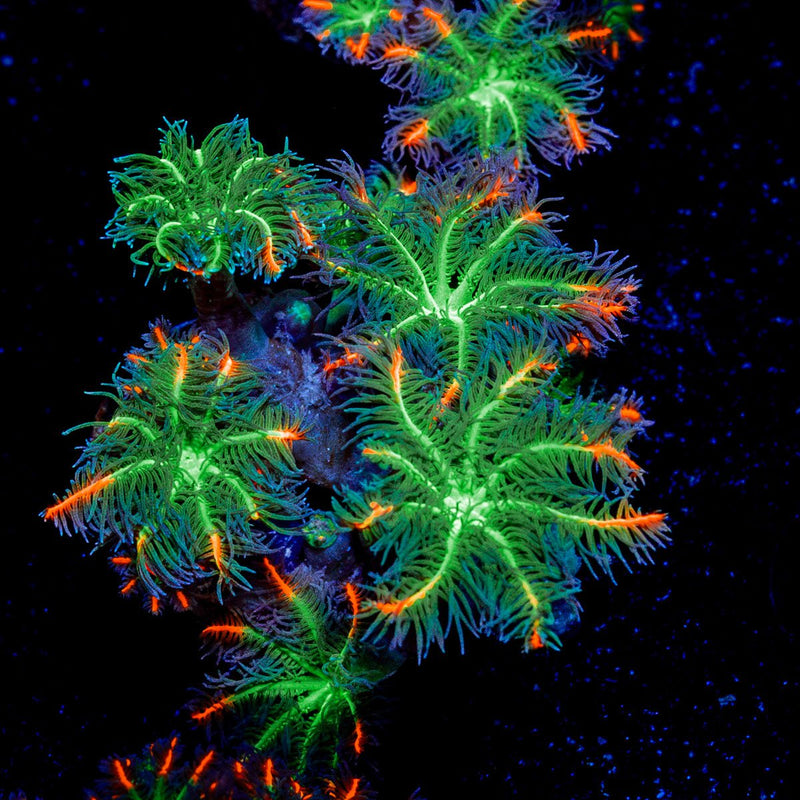 ARC Firework Clove Polyp Coral colony growth in reef aquarium
